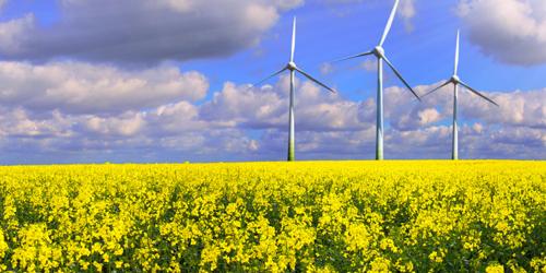 Rapeseed field with wind turbines